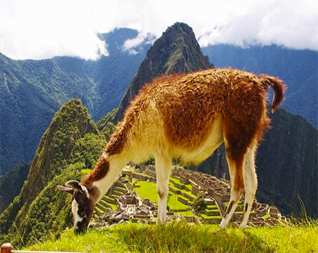 Llama peruana en Machu Picchu