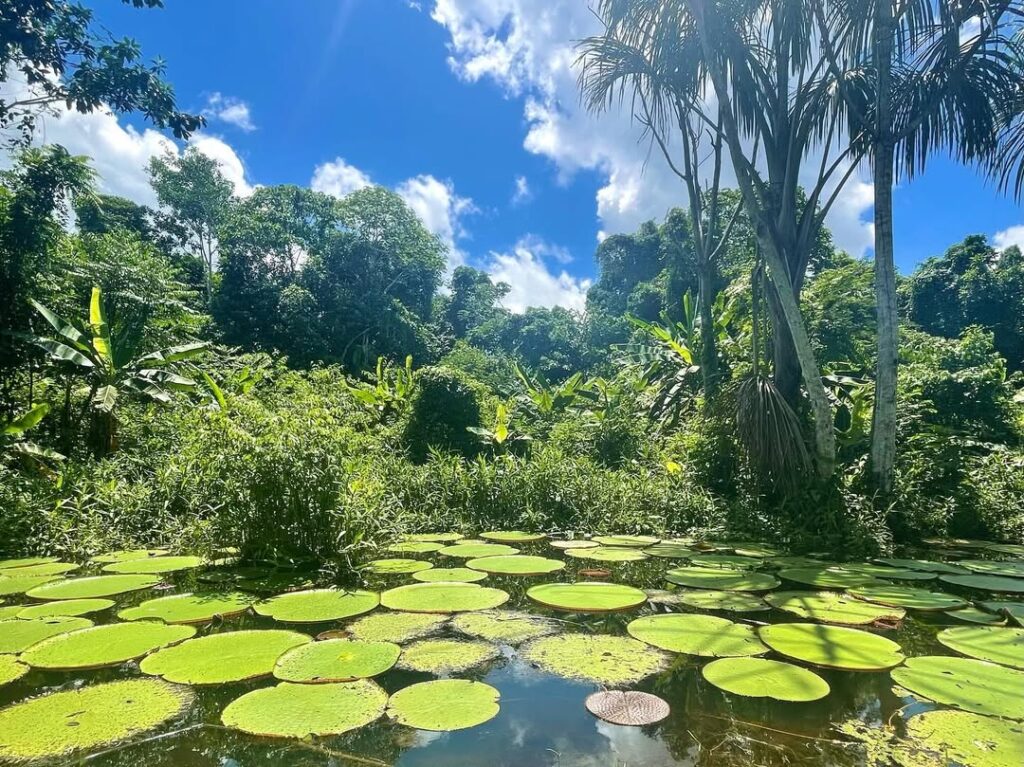 rio amazonas